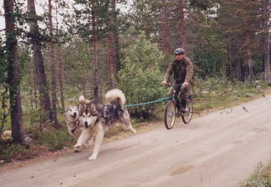 alaskan malamute 