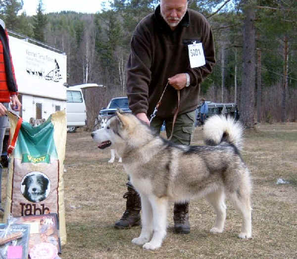 Sirius BIS-valp på Viubråtan 2005